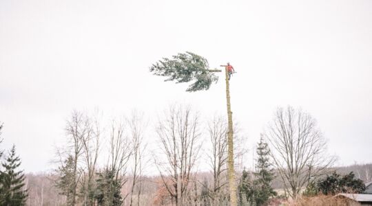 Baumfällung in Sachsen
