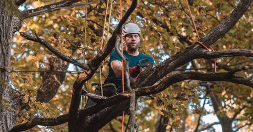 Baumpflege Seiltechnik