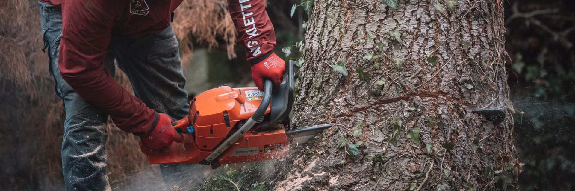 professionelle Baumfällung